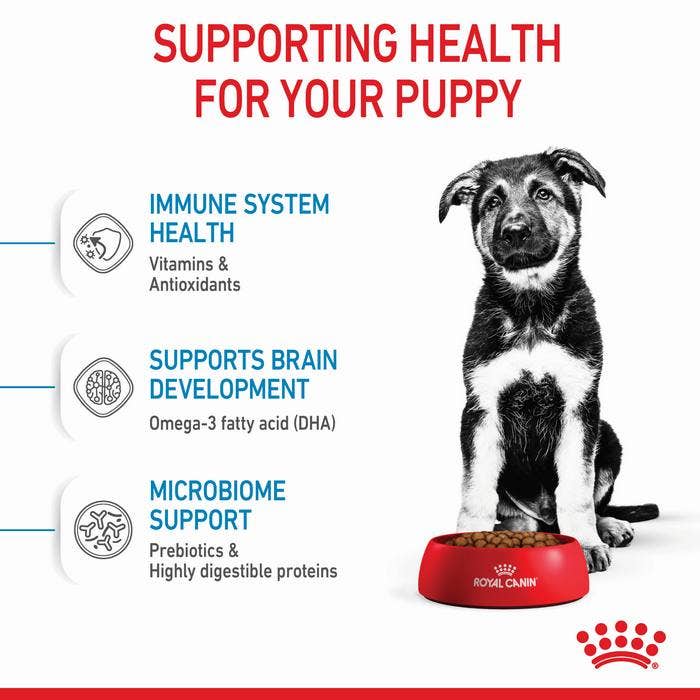 Royal canin puppy maxi junior outlet