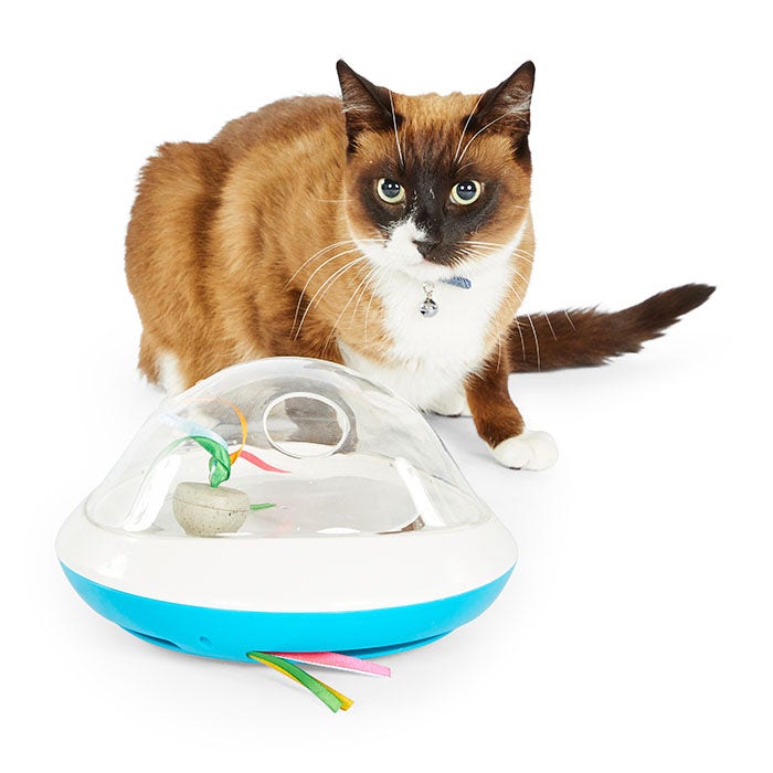 Petbarn cat toys hotsell