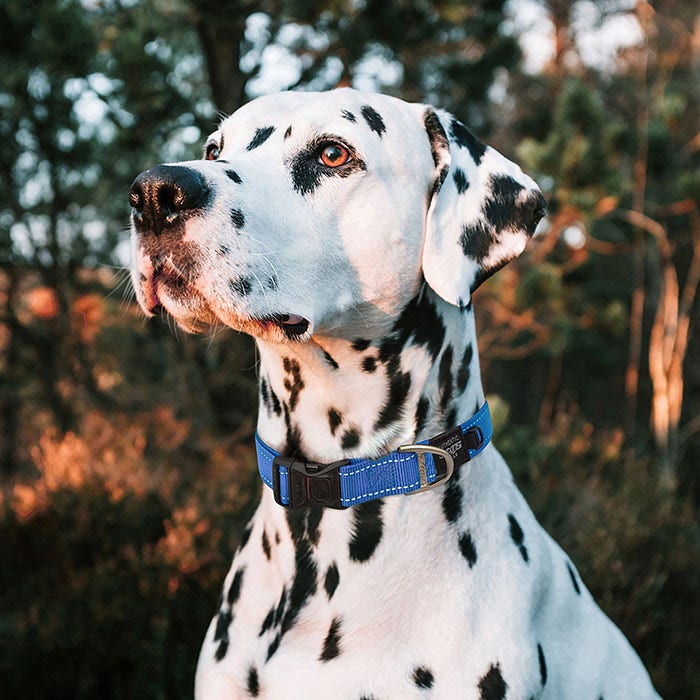 Martingale collar petbarn 2025