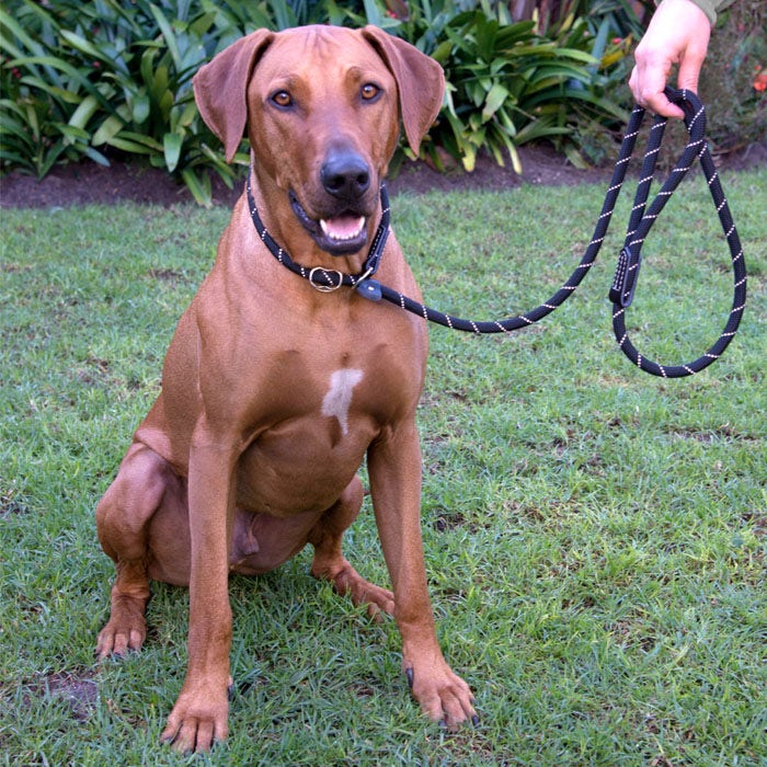 1.8 m dog lead cheap