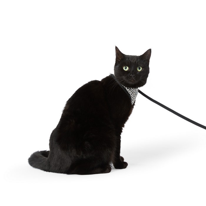 Petbarn deals cat harness