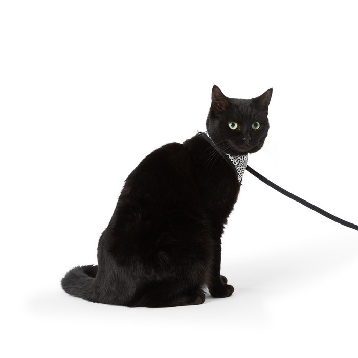 All Day Spot It Kitten Harness Lead Set Monochrome Petbarn