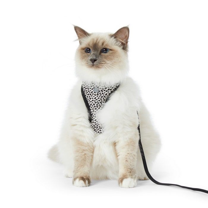 Cat it harness top