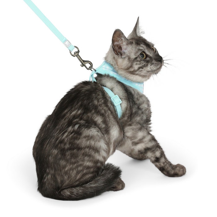 Kitten lead shop and harness