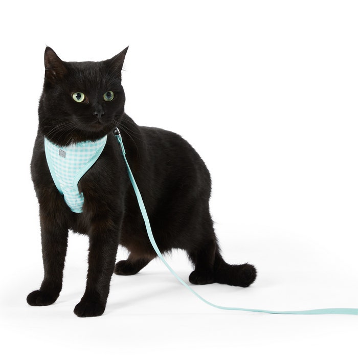 Petbarn cat harness shop