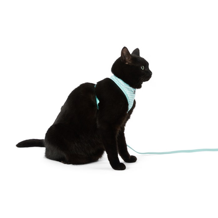 Petbarn cat harness shop