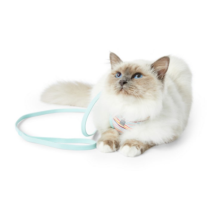 Petbarn cat harness discount