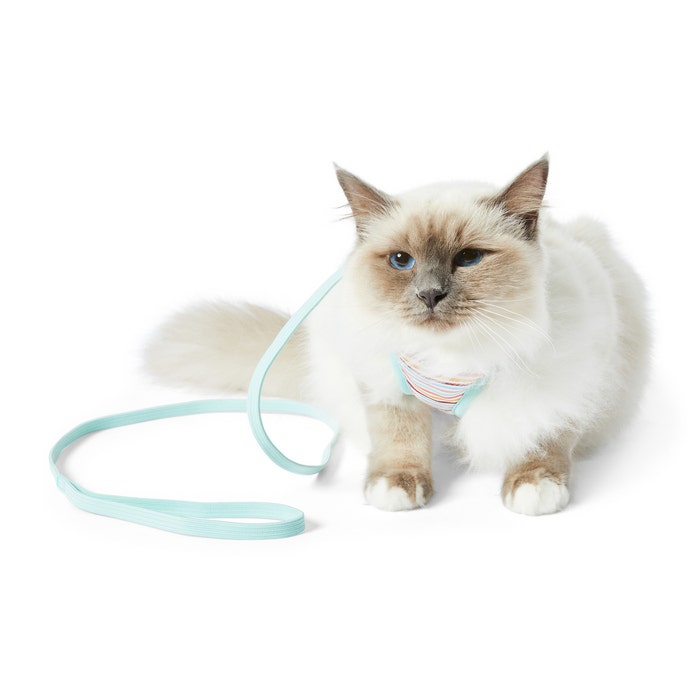 Petbarn cat best sale harness