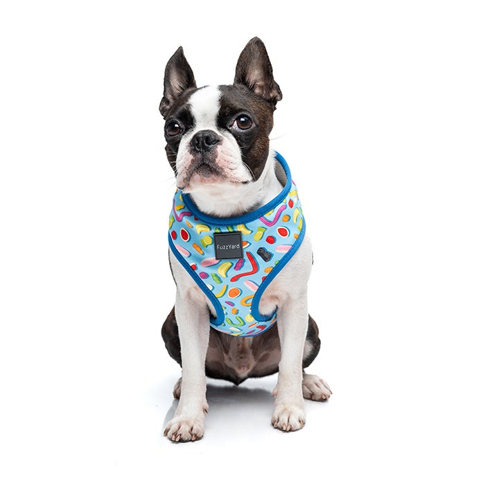 Shop Quality Dog Collars Leads Harnesses Online Petbarn