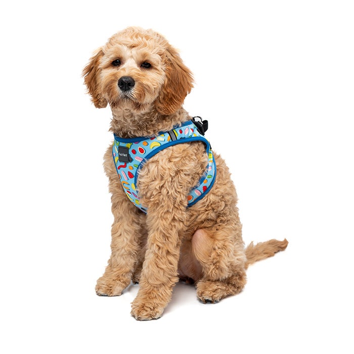 FuzzYard Party Mix Step In Dog Harness Blue