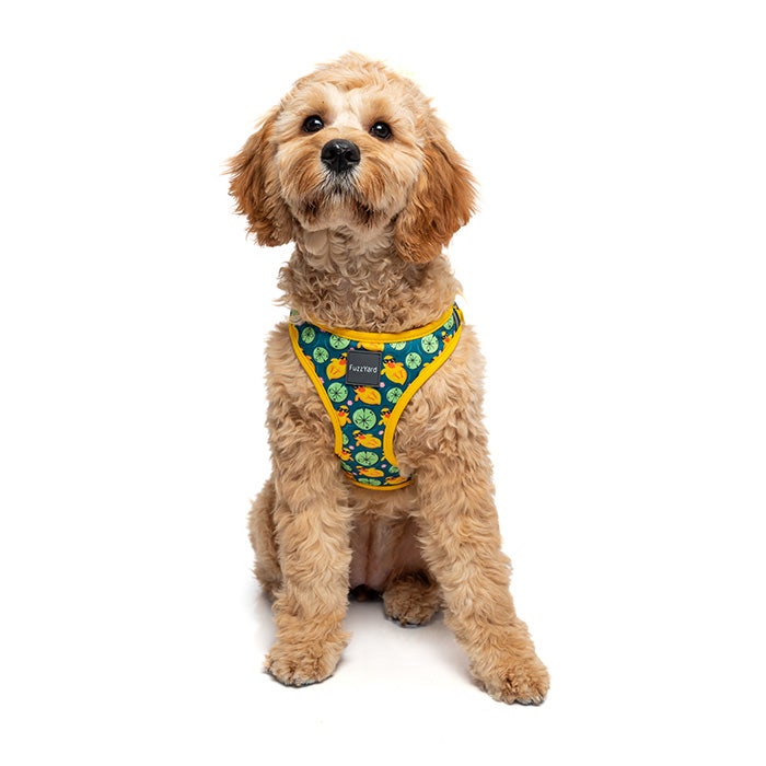 Shop Quality Dog Collars Leads Harnesses Online Petbarn