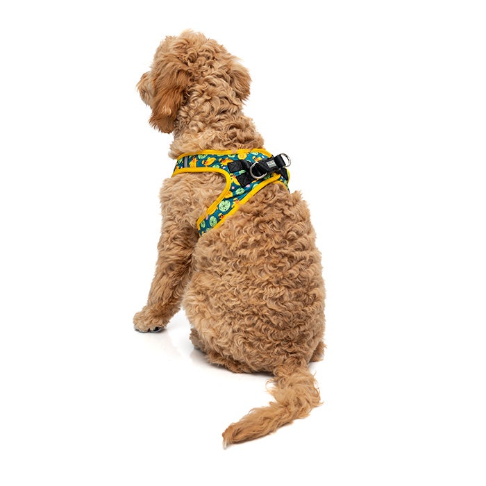 Petbarn best sale dog steps