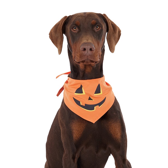 All Day Halloween Jack O Lantern Pet Bandana