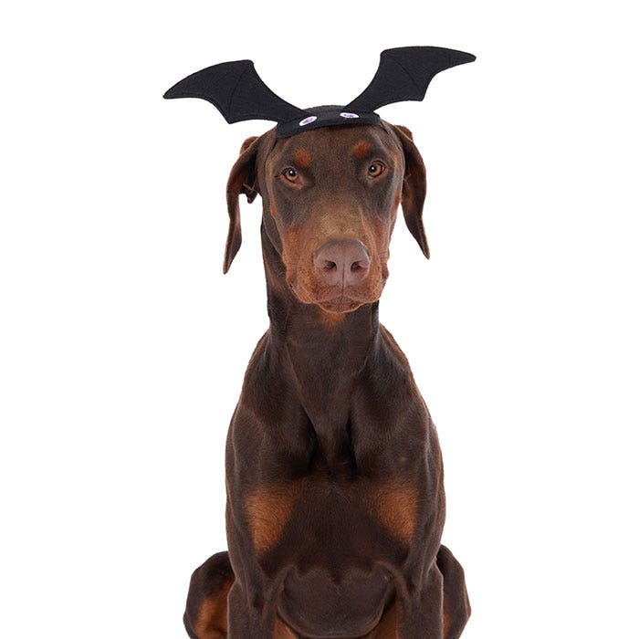 Dog bat sale wings costume