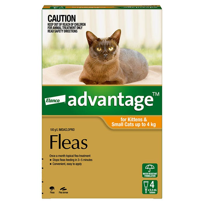 Diy kitten cheap flea treatment