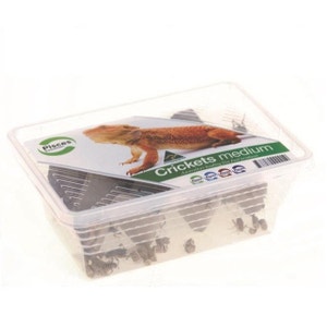 Pisces Live Crickets Medium 48 Pack