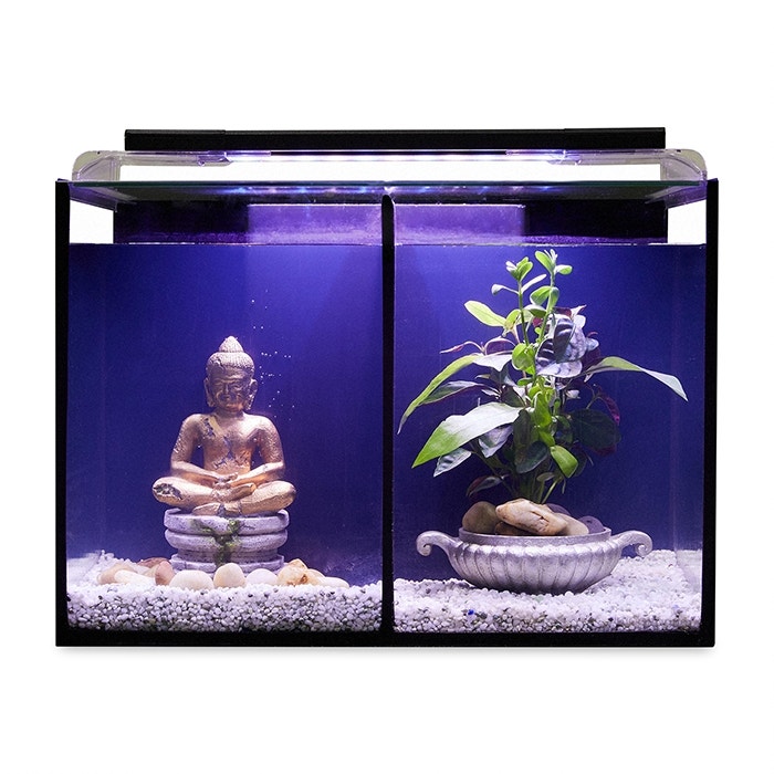 Siamese fighting sales fish petbarn