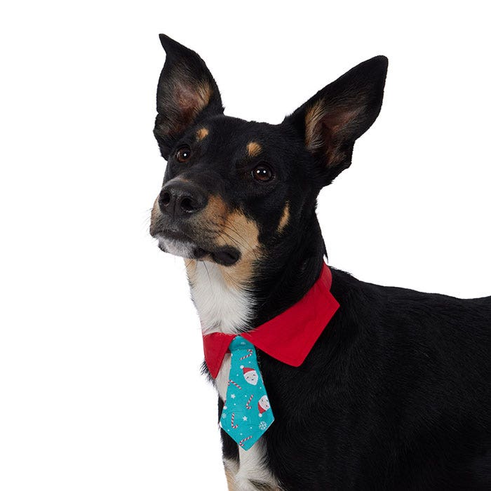 Dog bandanas petbarn new arrivals