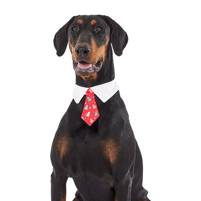 Dog bandanas petbarn clearance
