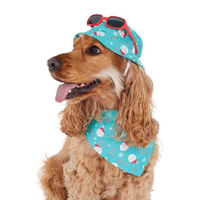 Dog best sale bandanas petbarn
