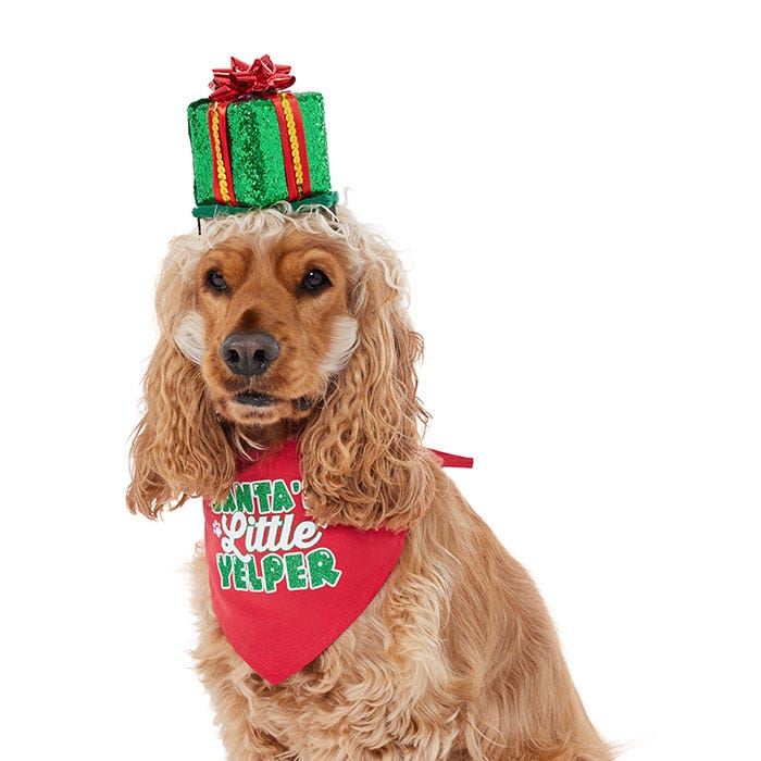 Dog bandanas top petbarn