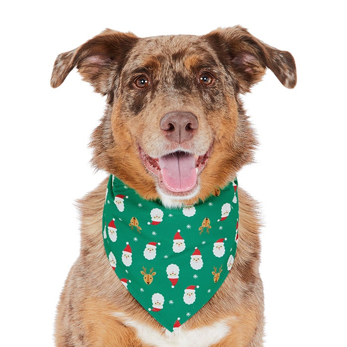 The Ultimate 2024 Christmas Gift Guide for Pets Petbarn