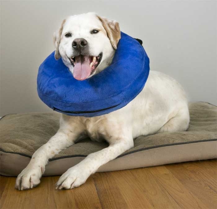 Kong cloud collar petbarn store