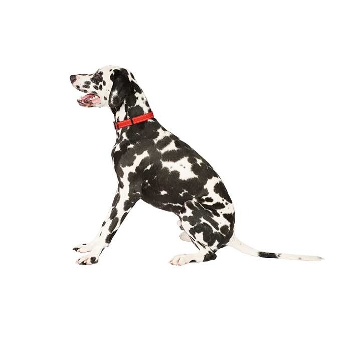Good 2 Go Reflective Dog Collar Red Petbarn