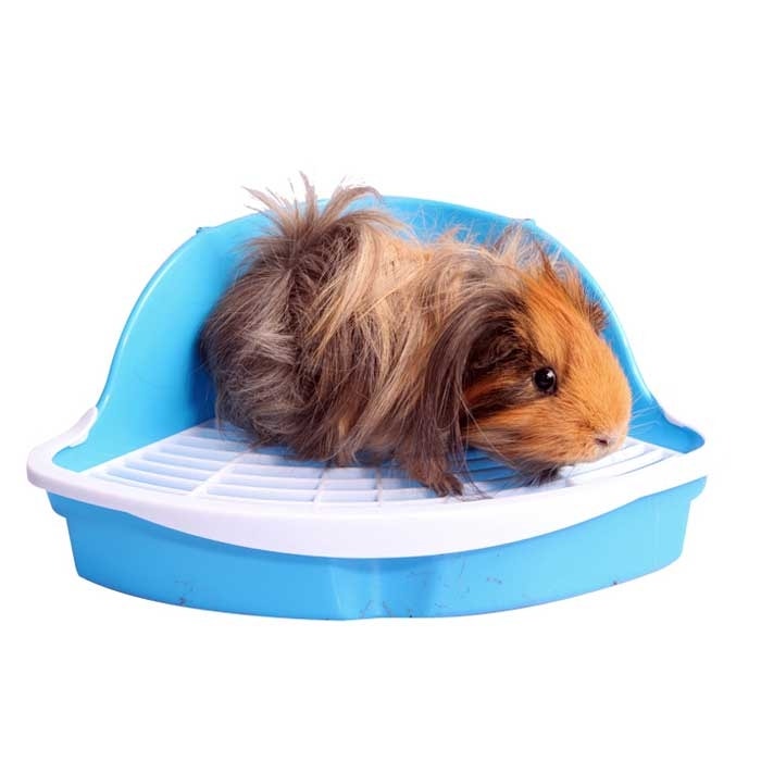 Pet One Mixed Colours Small Pet Litter Pan Large Petbarn