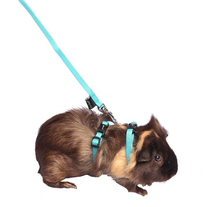 Diy guinea pig leash sales