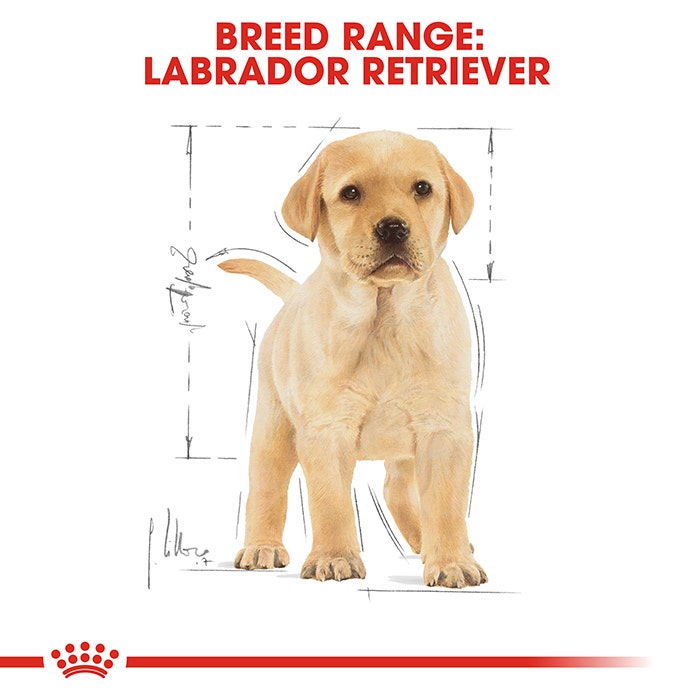 Petbarn royal canin labrador hotsell