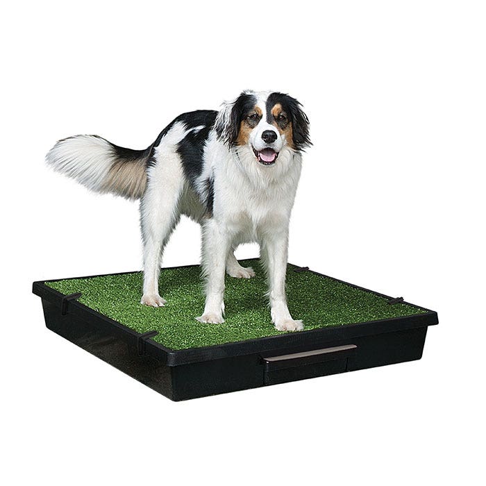 Indoor dog toilet shop australia
