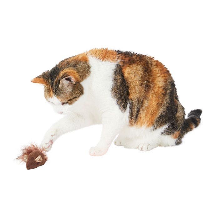 Petbarn clearance cat toys