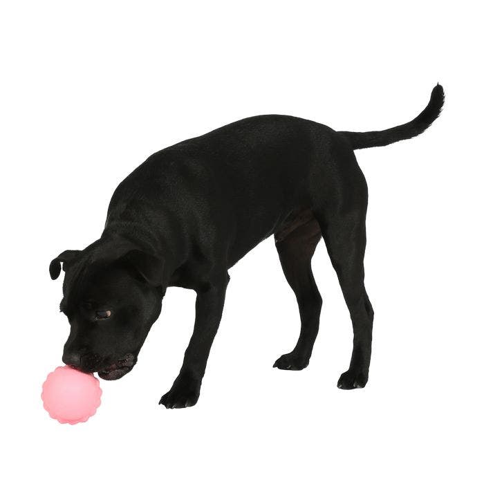 All Day Chicken Rubber Ice Cream Cone Dog Toy Pink Petbarn