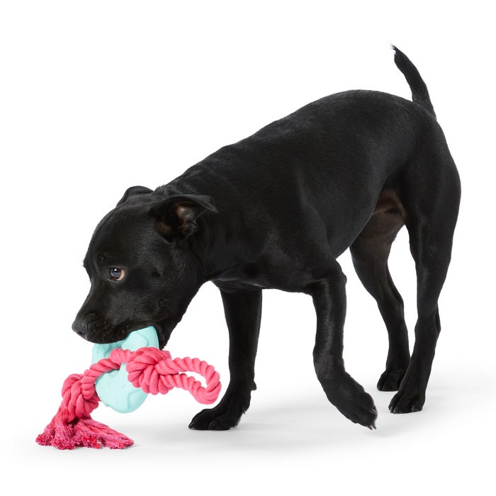 Rubber donut dog toy discount