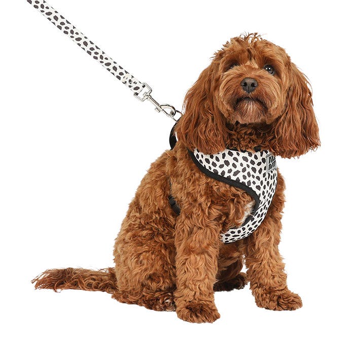 All day dog clearance harness