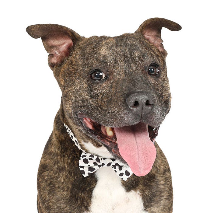 Dog collars pet sales barn