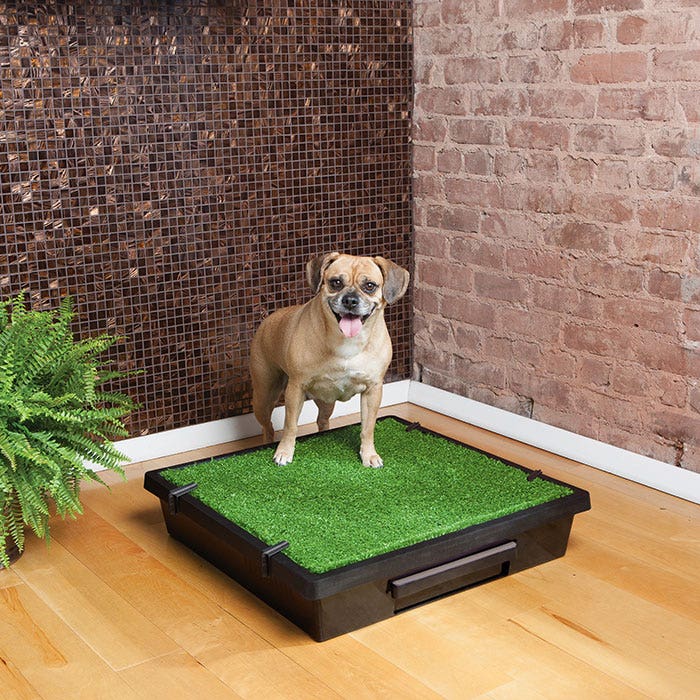 Indoor puppy toilet top