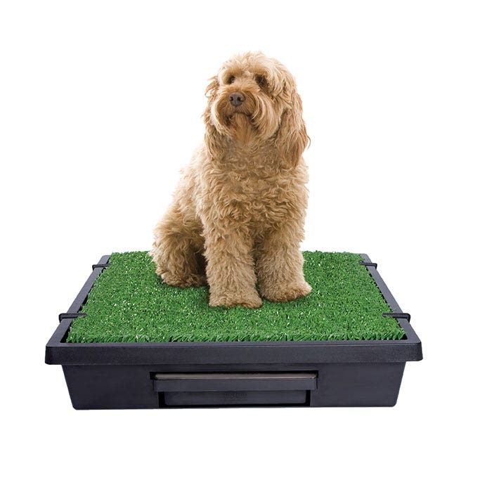PetSafe Pet Loo Dog Toilet Petbarn