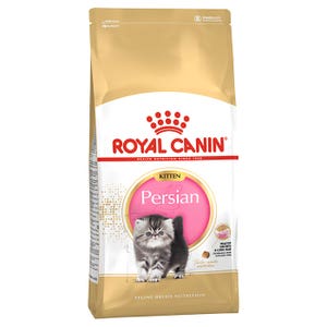 RC-Persian-Kitten-7.jpg