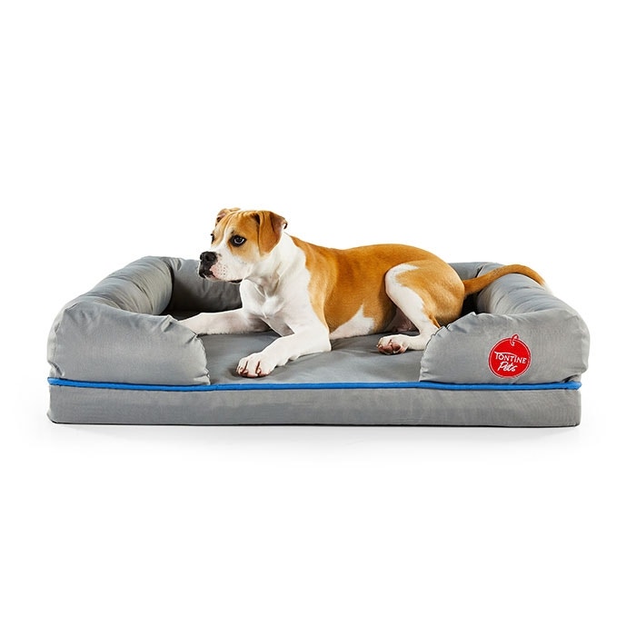 Shop Comfortable Durable Dog Beds Online Petbarn