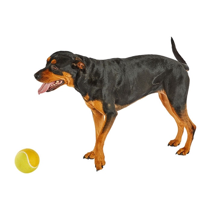 Staffy outlet ball petbarn