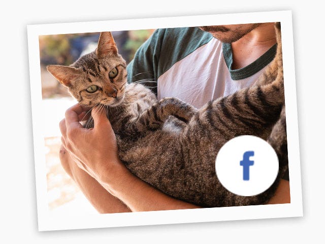 About Us — Foster Kittens Of Melbourne