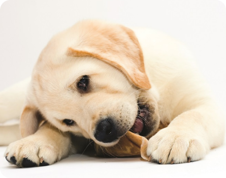 Image of Puppy Treats