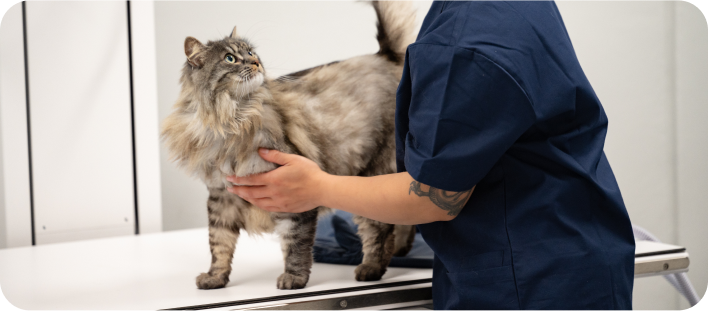 Grooming Image