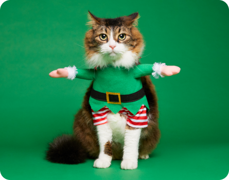 Image of Cat in Elf Costume