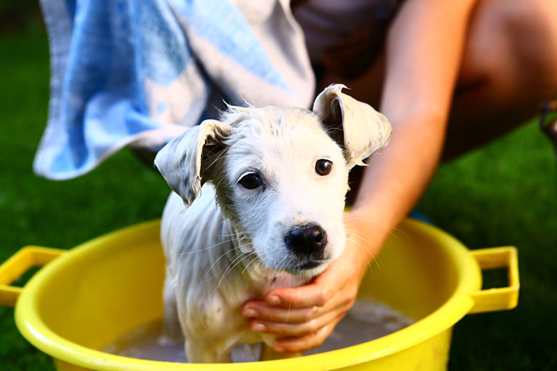 petbarn dog grooming