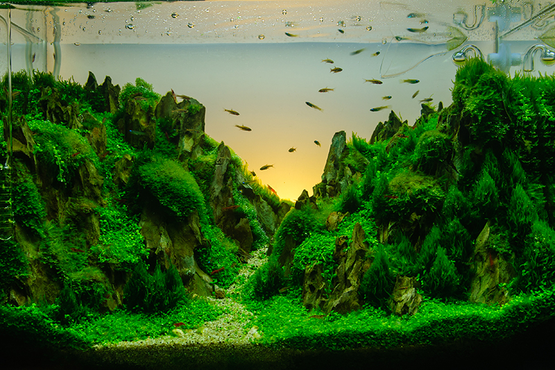 How To Aquascape Your Aquarium | Petbarn