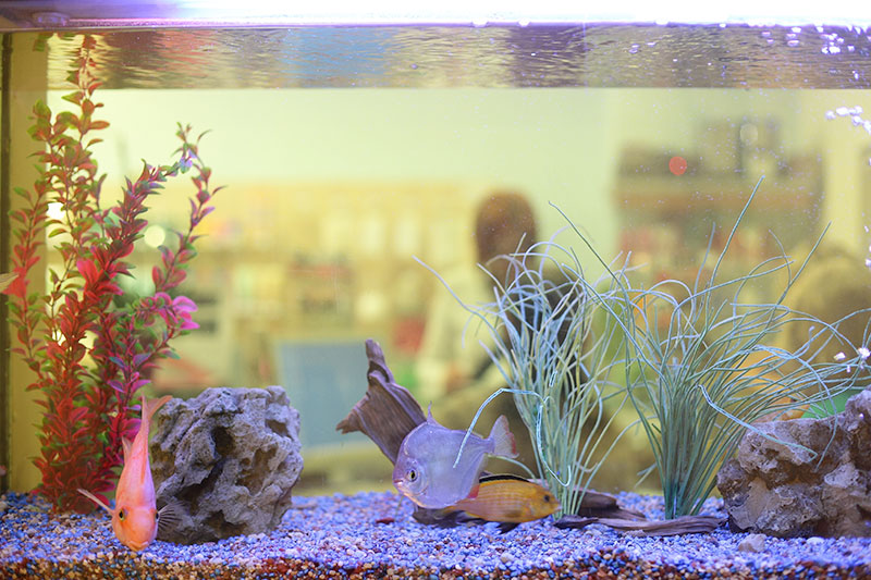 Aquarium Maintenance: Safeguard Your Aquarium from Power Outages