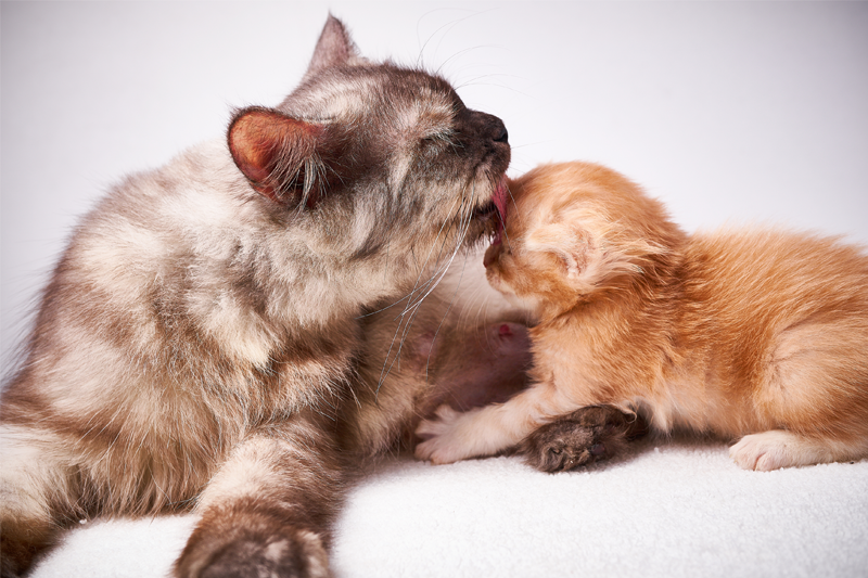 Can you feed an adult cat kitten food online
